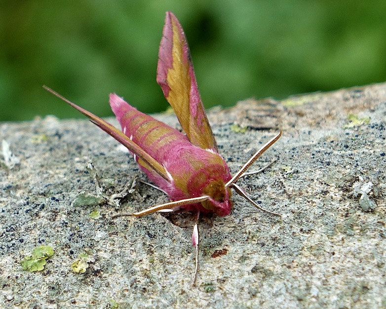 small elephant hawkmoth